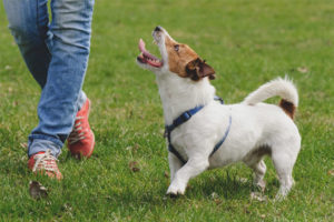  Hoe een hond te leren lopen zonder leiband