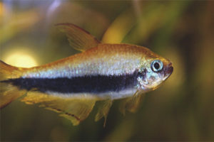  Royal tetra