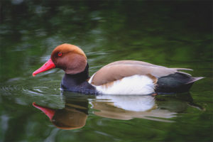  Pochard mit roten Hauben