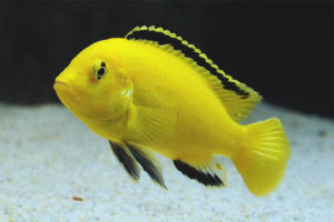  Labidochromis Gelb