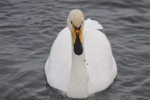  بستان Whooper