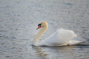  Mute swan