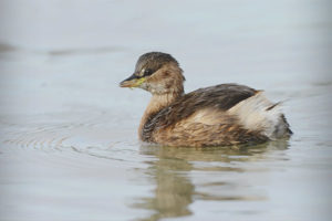  Little grebe