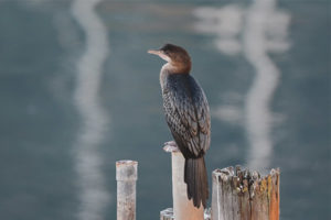  Mały Kormoran