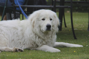  Maremma-Abruzzen-Schäferhund