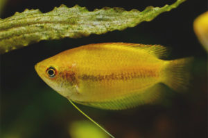  Gourami miodowe