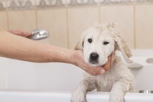  Is het mogelijk om een ​​hond te wassen na vaccinatie?