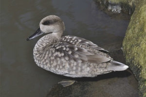  Marbled Teal