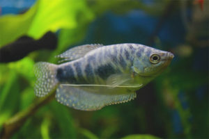  Marmurowe gourami