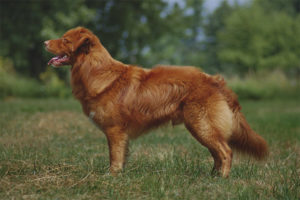  De retriever van Mosh Schotland