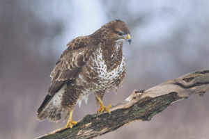  Gemeiner Bussard