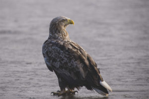  Seeadler