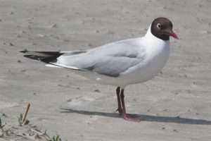  Black-headed gull