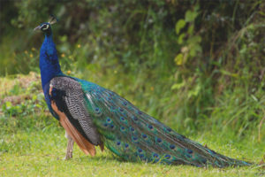  Common Peacock