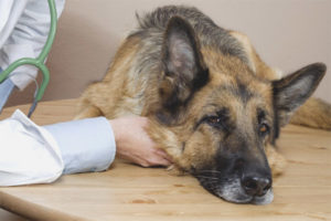  Voedselvergiftiging bij honden