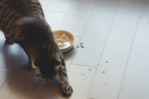  Why a cat or cat digs in food