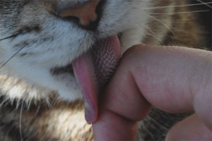  Why cats have such a rough tongue