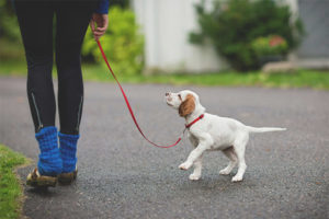  Vanaf welke leeftijd kun je met een puppy wandelen