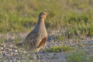  Gray partridge