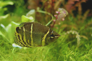  Gourami van de chocolade