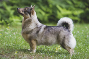  Schwedischer Walhund