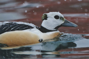  Sibirische Eiderin