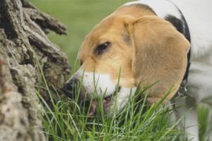  Hund, der draußen Gras isst