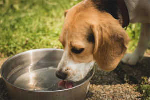  Der Hund trinkt viel Wasser