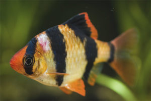  Sumatra Barb