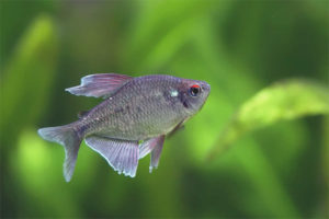  Diamant Tetra