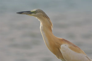  Gele reiger