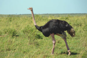  Afrikanischer Strauß