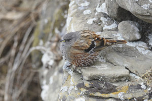  جبال الألب Accentor