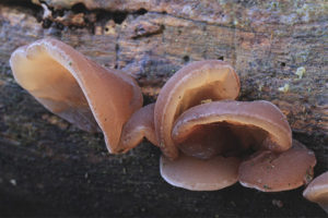  Auricularia w kształcie ucha