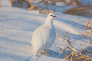  Witte patrijs