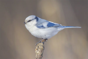  Weißes Azurblau