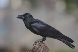  Big-eyed crow