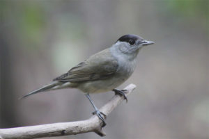  blackcap