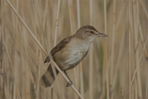  Thrushy Warbler