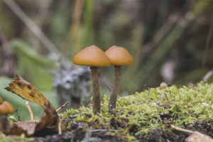  Galerina franje