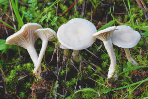  Clitocybe witachtig