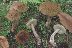  الستر leccinum