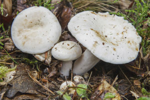  agaric peper