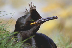  Kormoran czubaty