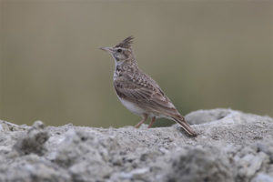  Crested lark