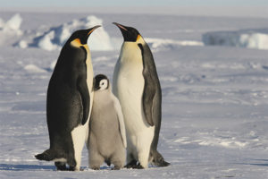  Keizer Penguin