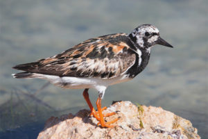  Turnstone