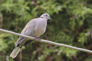  Ringed Dove