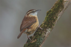  Wren