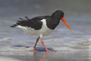  Oystercatcher